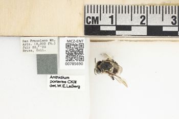 Media type: image;   Entomology 785690 Aspect: Labels